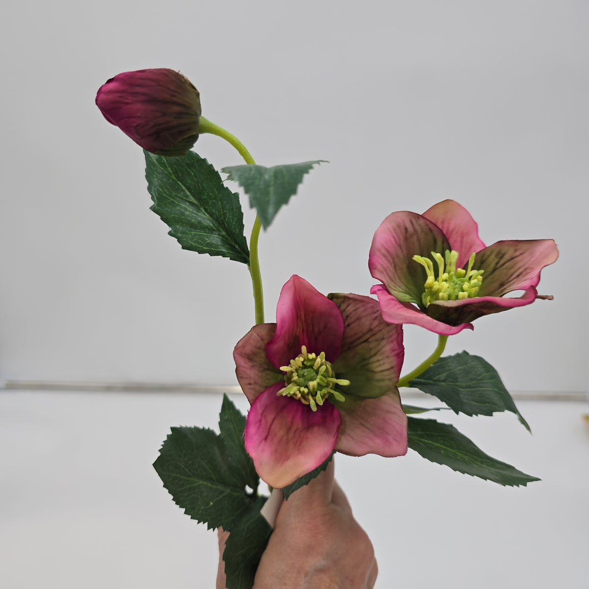 22&quot;HELLEBORUS--fsh321