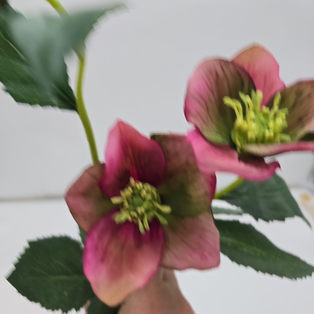 22&quot;HELLEBORUS--fsh321