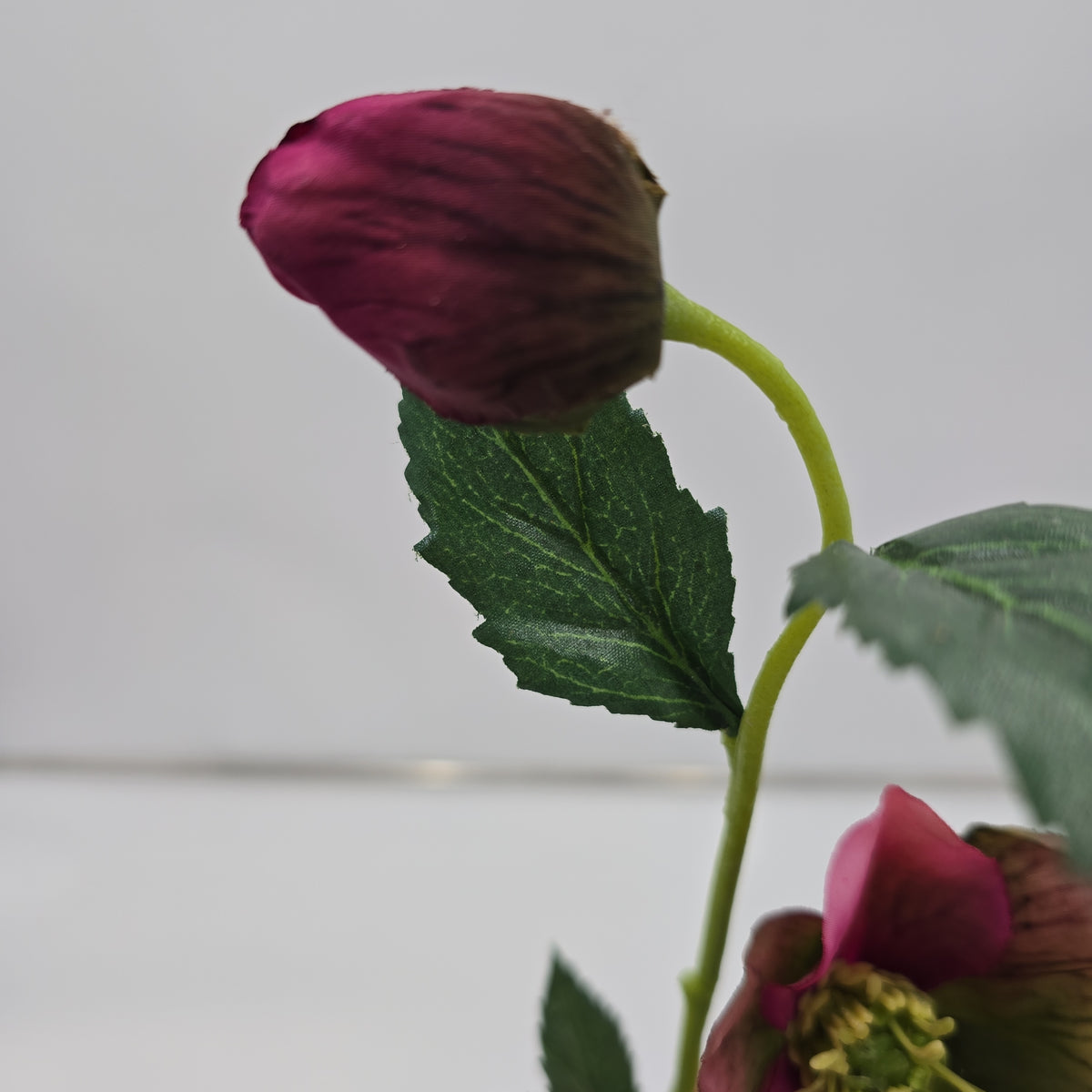 22&quot;HELLEBORUS--fsh321