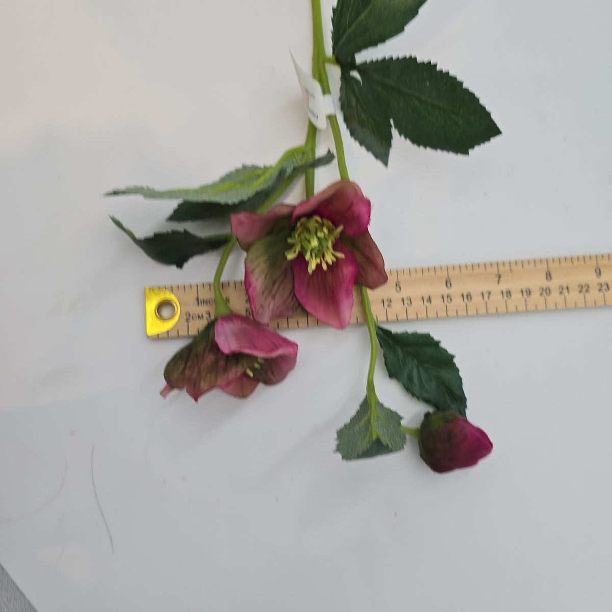 22&quot;HELLEBORUS--fsh321