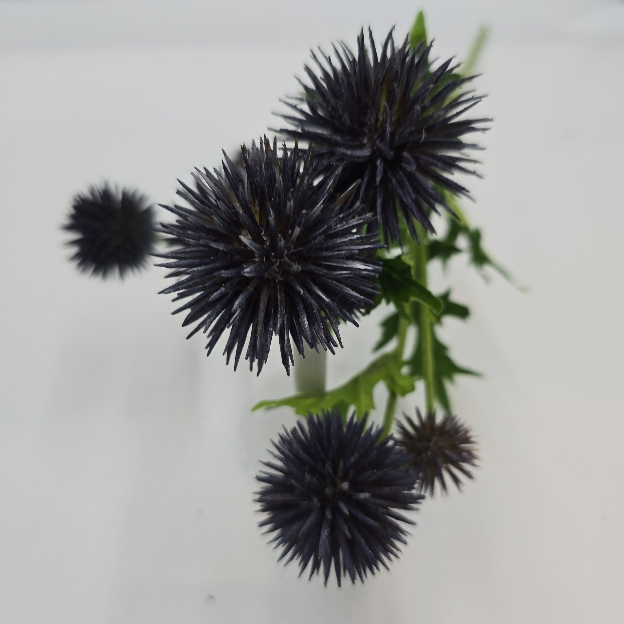 28"GLOBE THISTLE--fst602