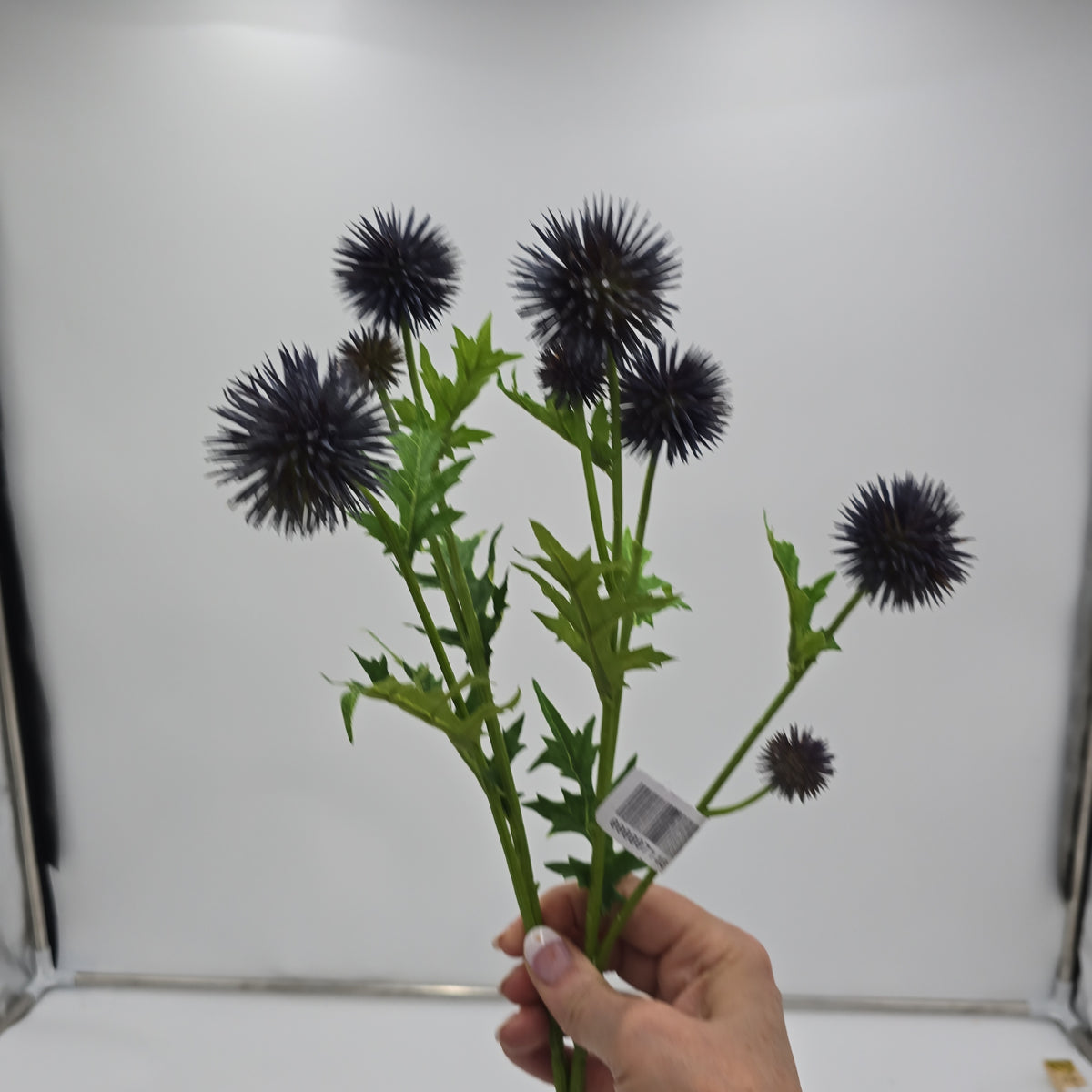 28&quot;GLOBE THISTLE--fst602