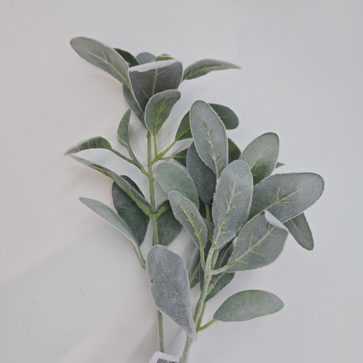 28&quot;LAMB&#39;S EAR--qsl005-gr