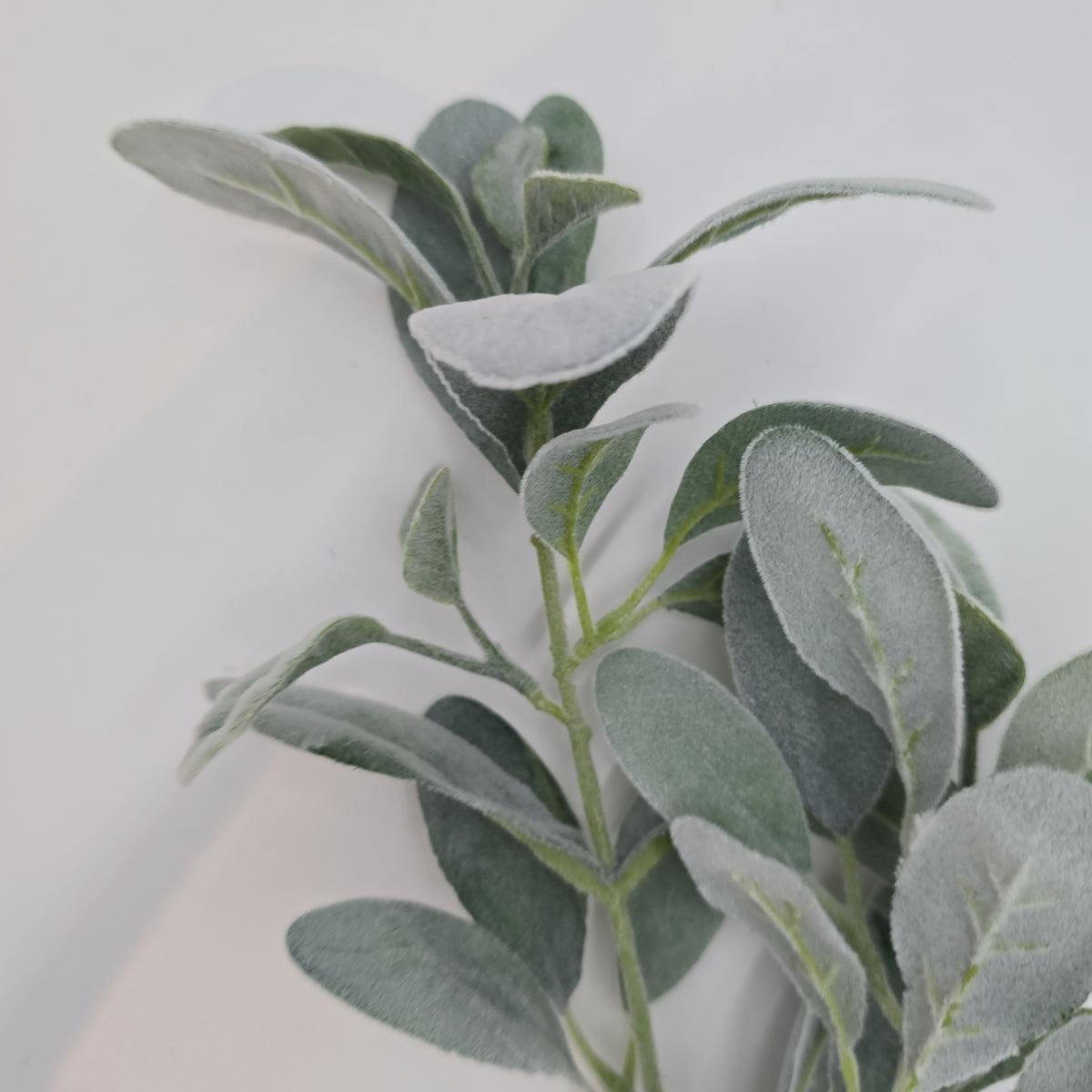 28&quot;LAMB&#39;S EAR--qsl005-gr