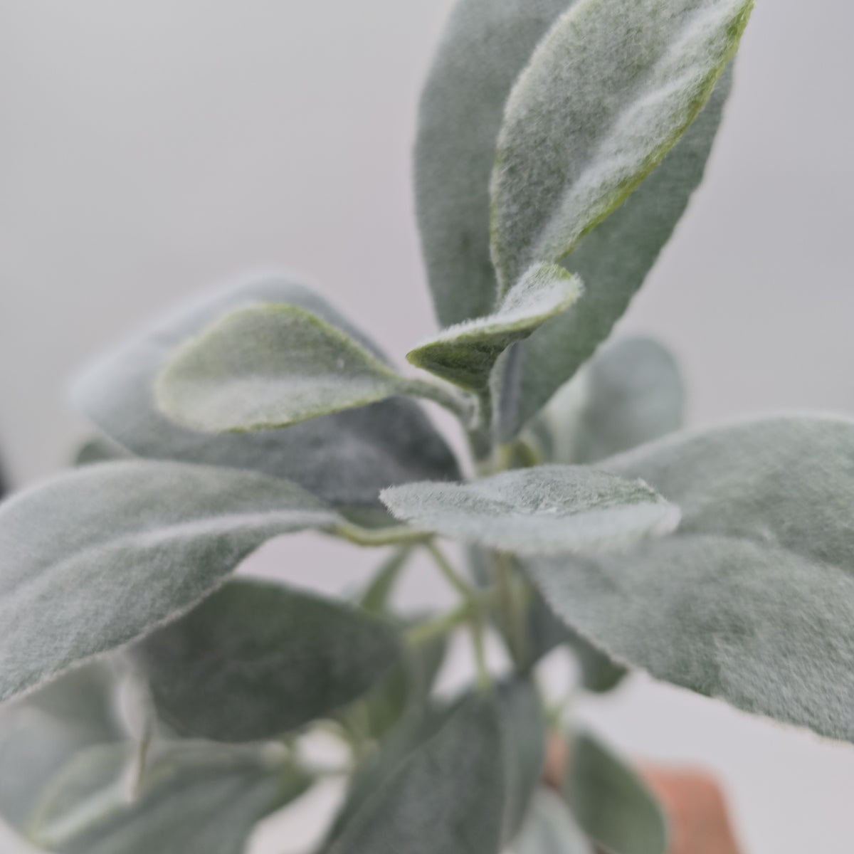 28&quot;LAMB&#39;S EAR--qsl005-gr