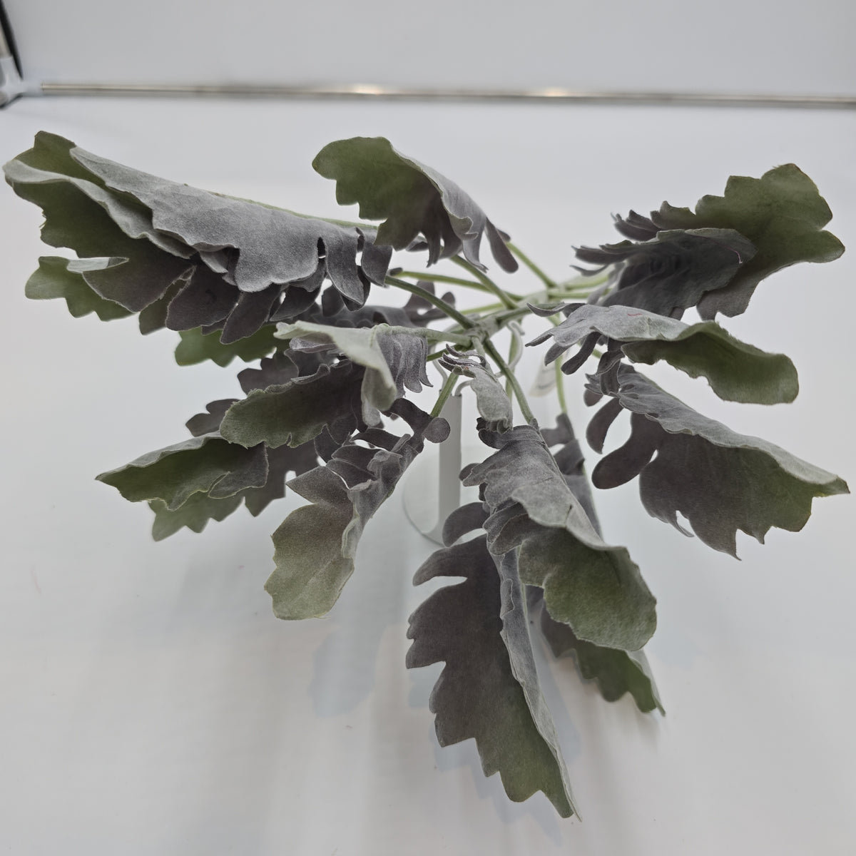 17&quot; Dusty Miller Bush--#psd341-gr/pu