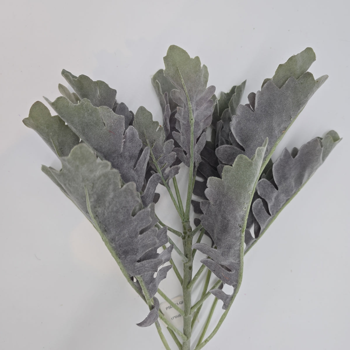 17&quot; Dusty Miller Bush--#psd341-gr/pu