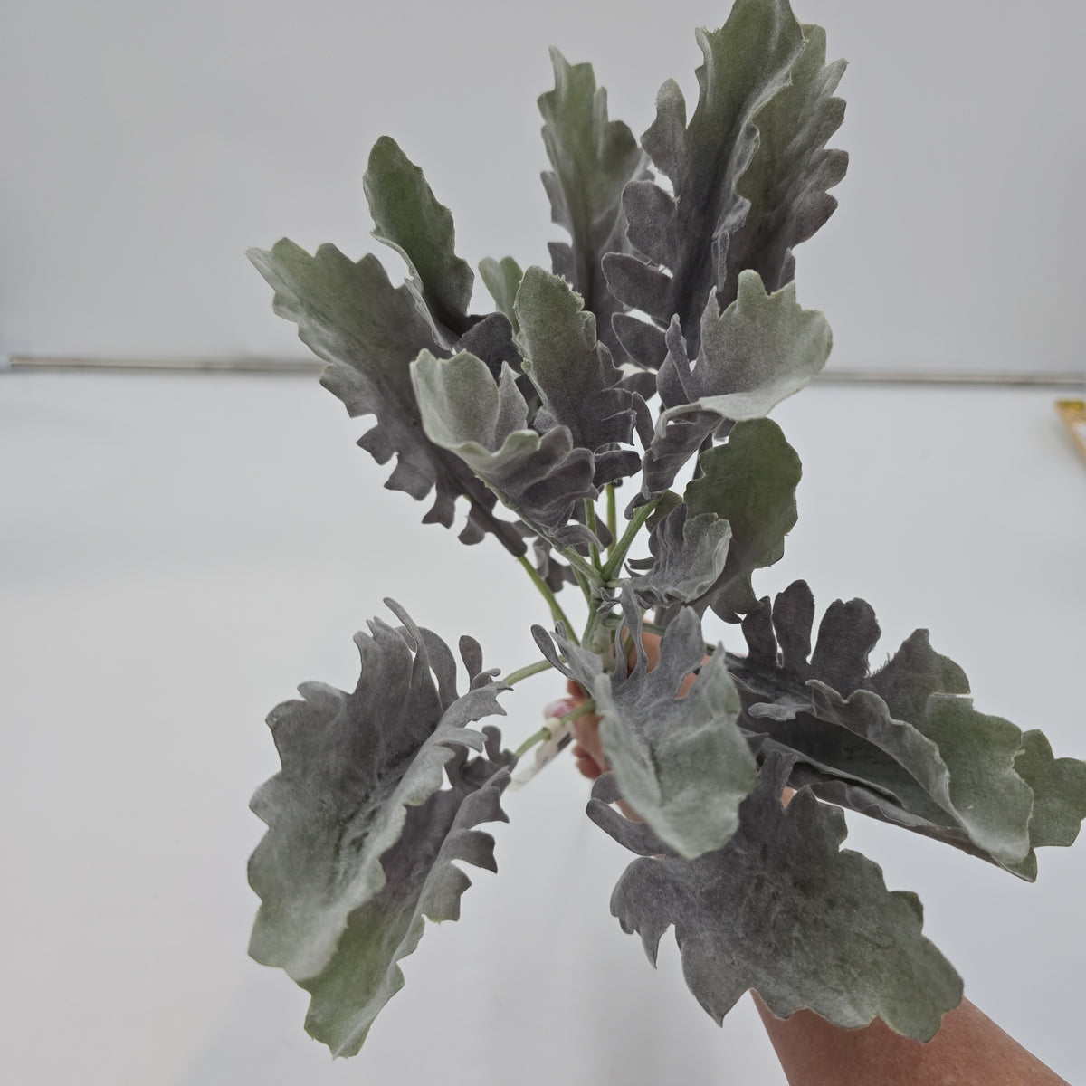 17&quot; Dusty Miller Bush--#psd341-gr/pu