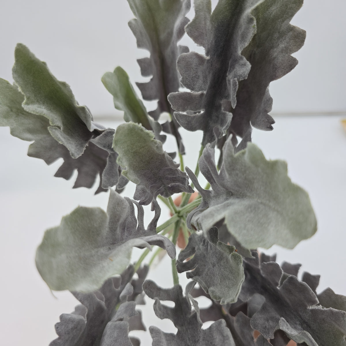 17&quot; Dusty Miller Bush--#psd341-gr/pu