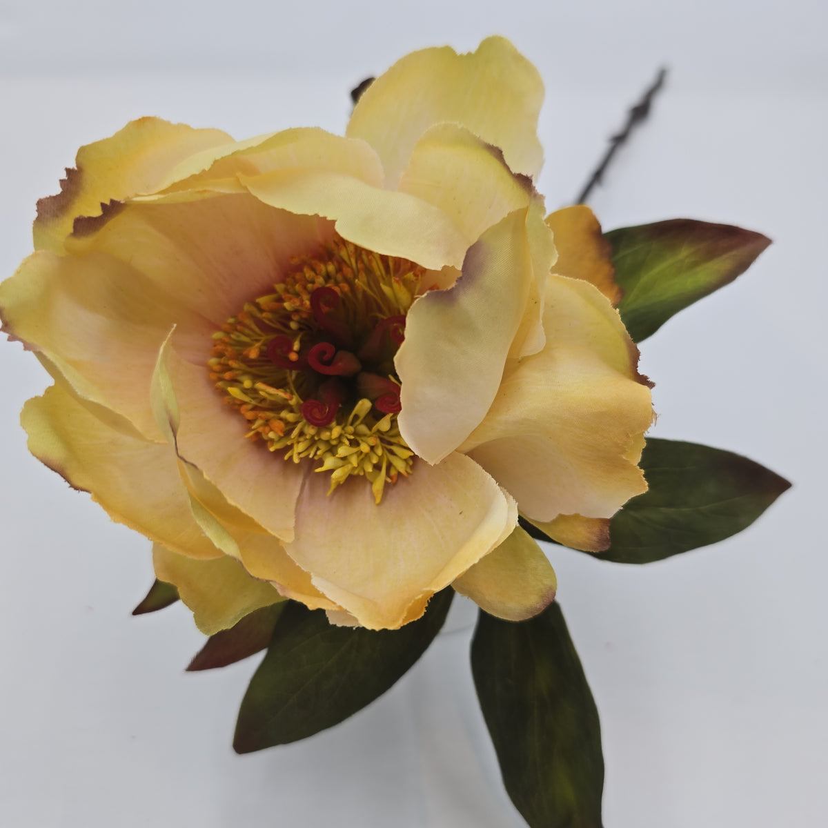 Peony--#fsp266