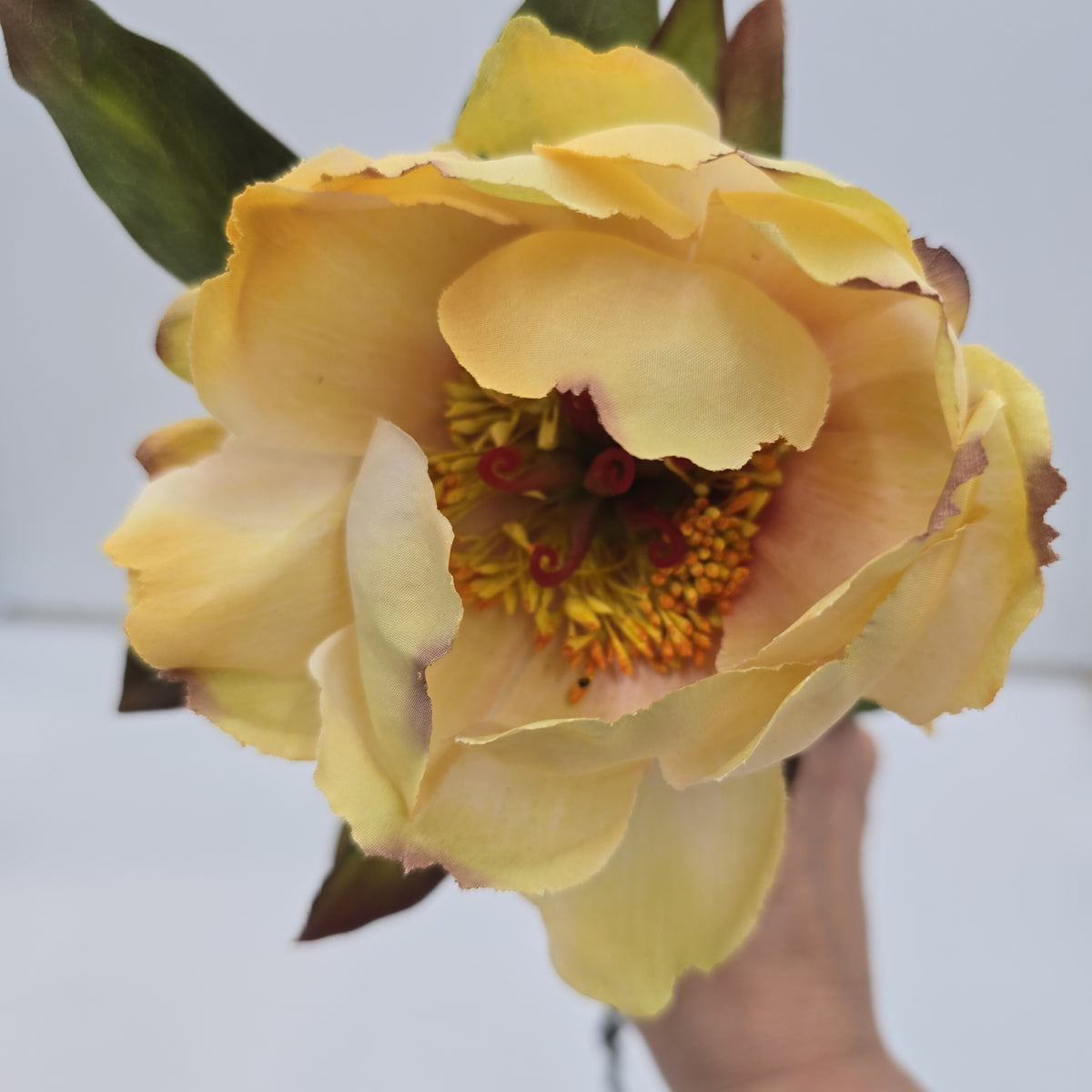 Peony--#fsp266