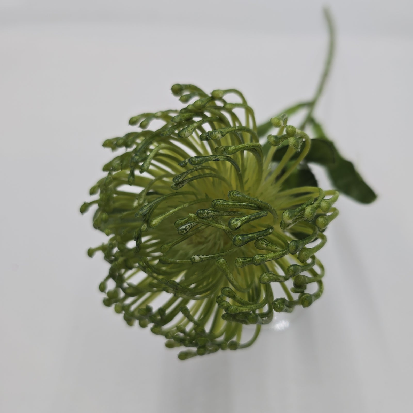 Open Protea--#fsp752