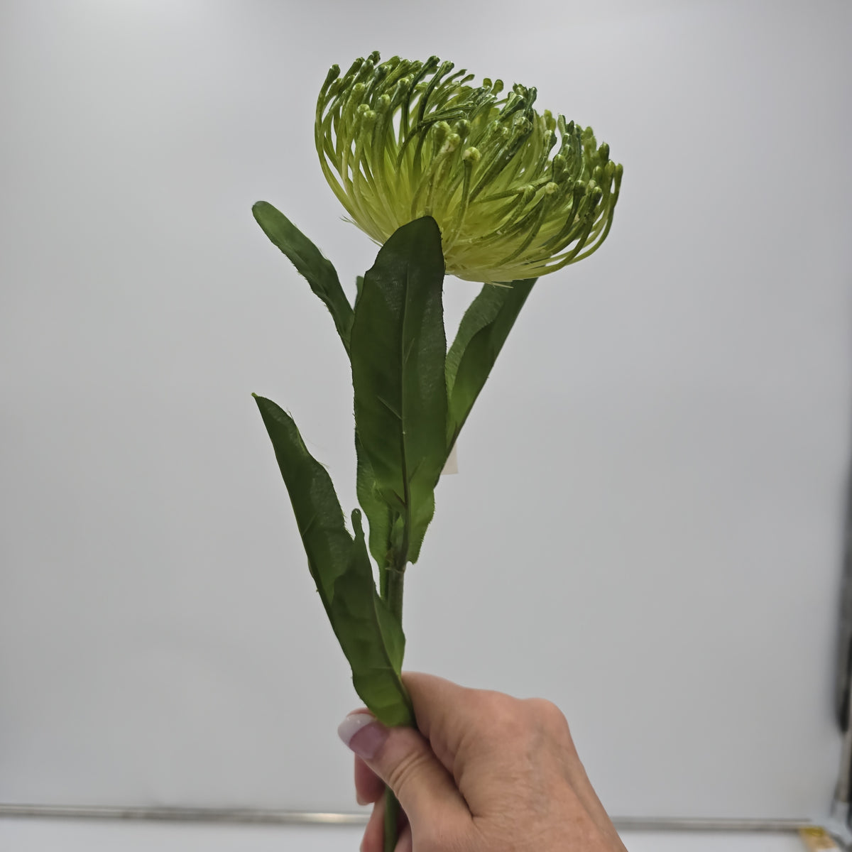 Open Protea--#fsp752