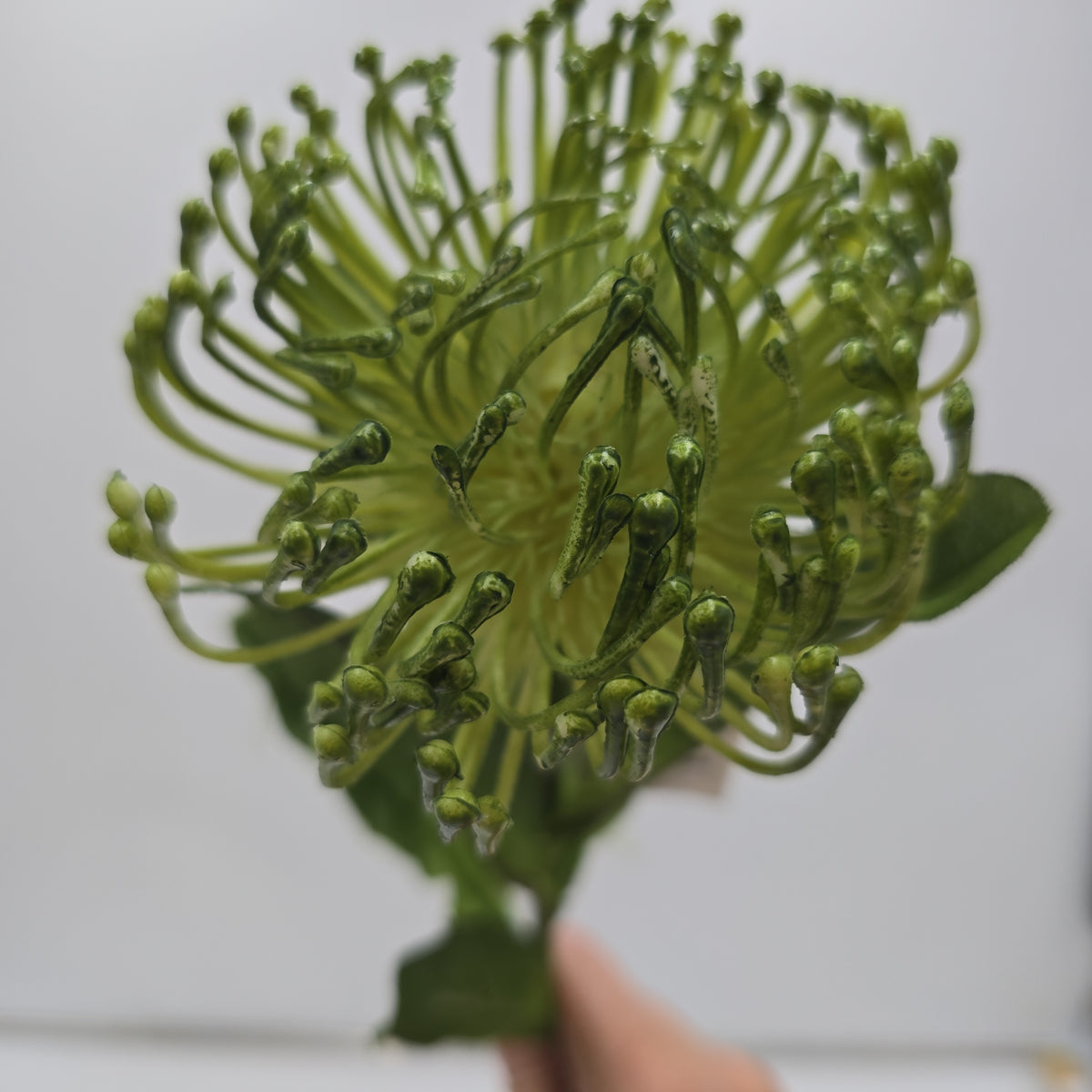 Open Protea--#fsp752