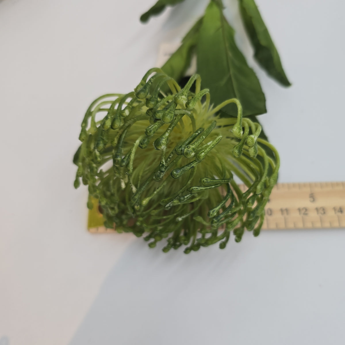 Open Protea--#fsp752