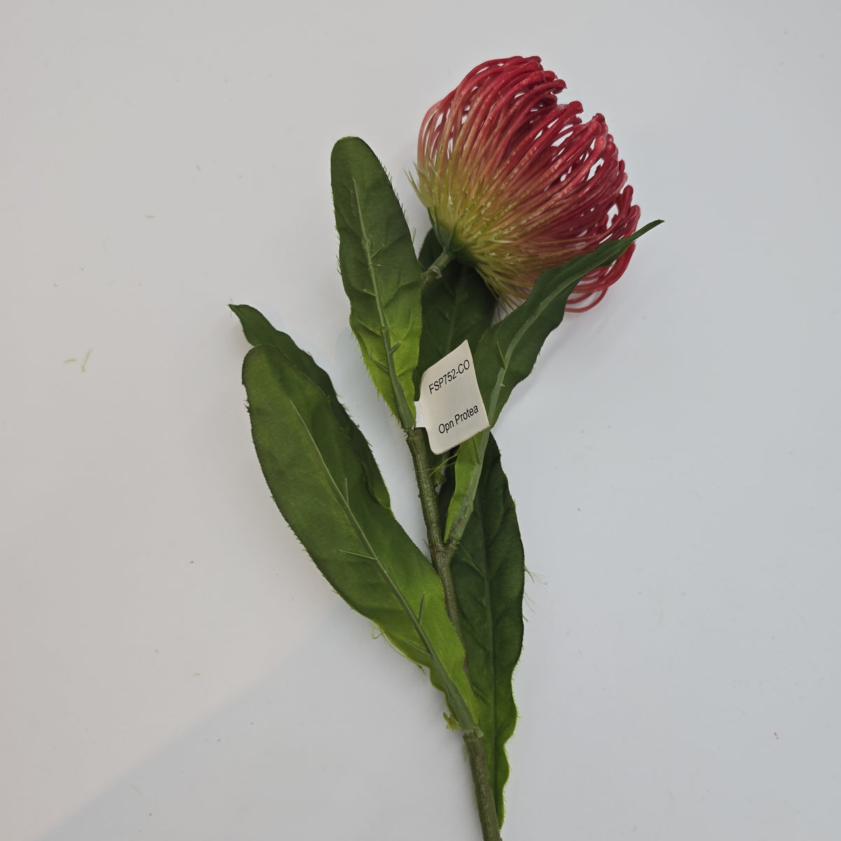 Open Protea--#fsp752