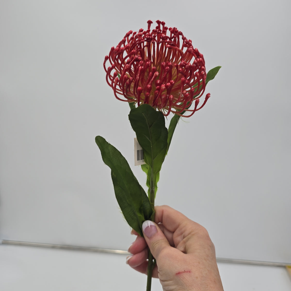 Open Protea--#fsp752