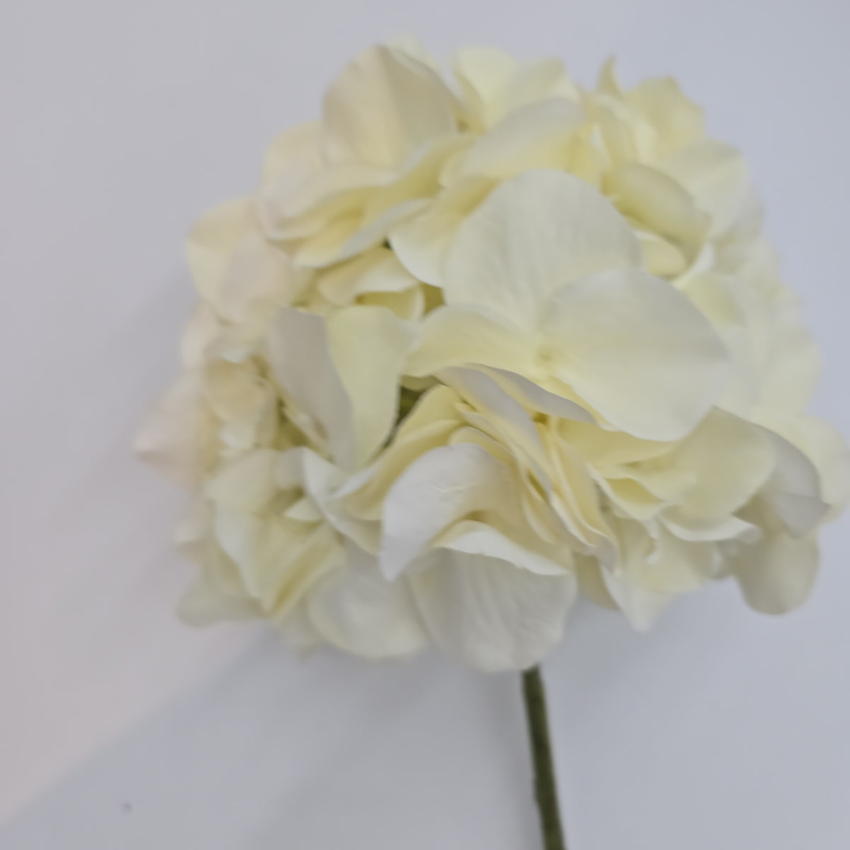 21&quot;HYDRANGEA--fsh394