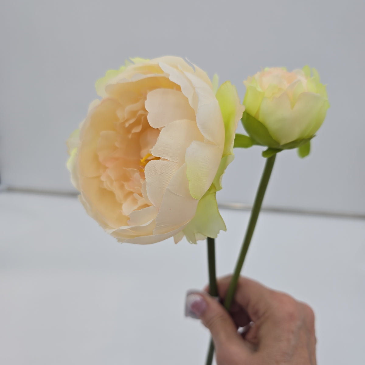 19&quot;PEONY--fsp194-pk/so