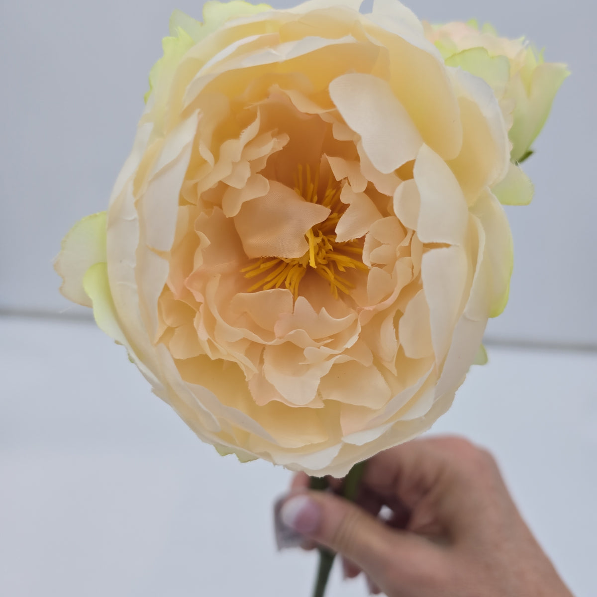 19&quot;PEONY--fsp194-pk/so