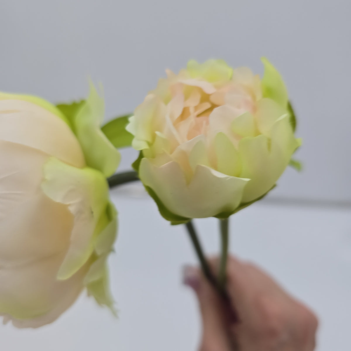 19&quot;PEONY--fsp194-pk/so