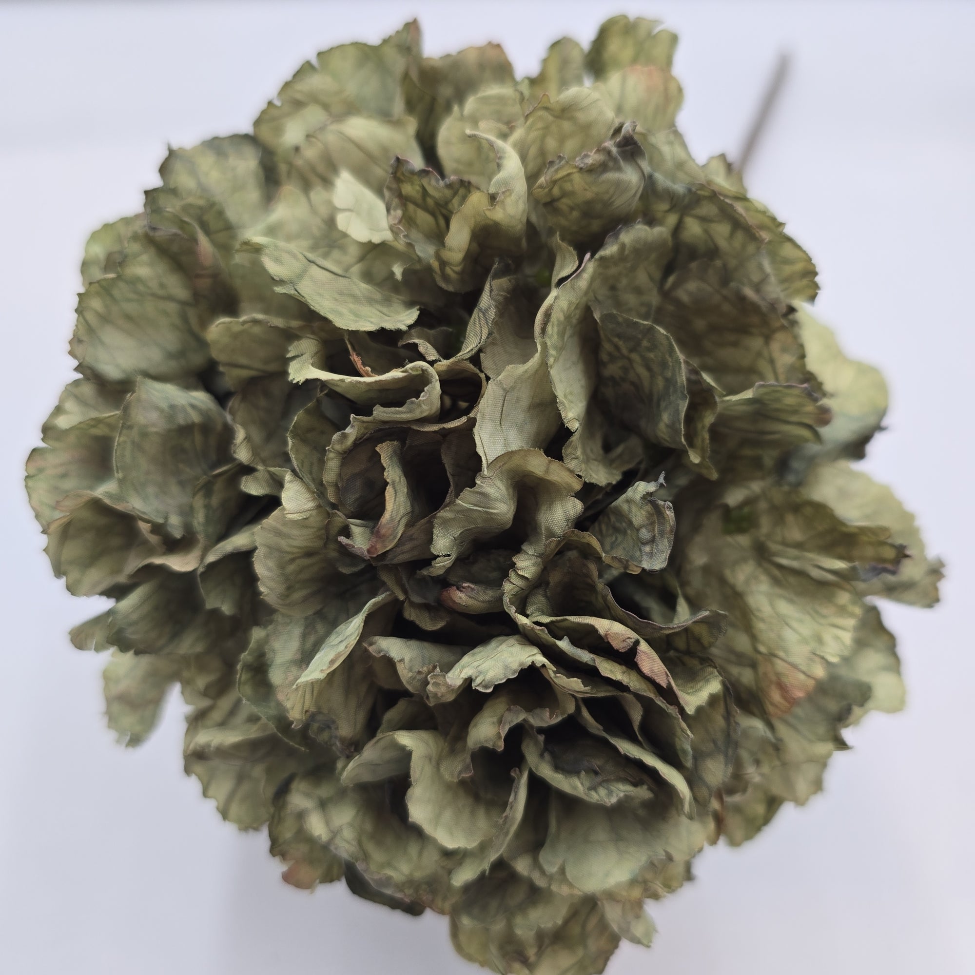 Dried Lk Hydrangea #fsh152