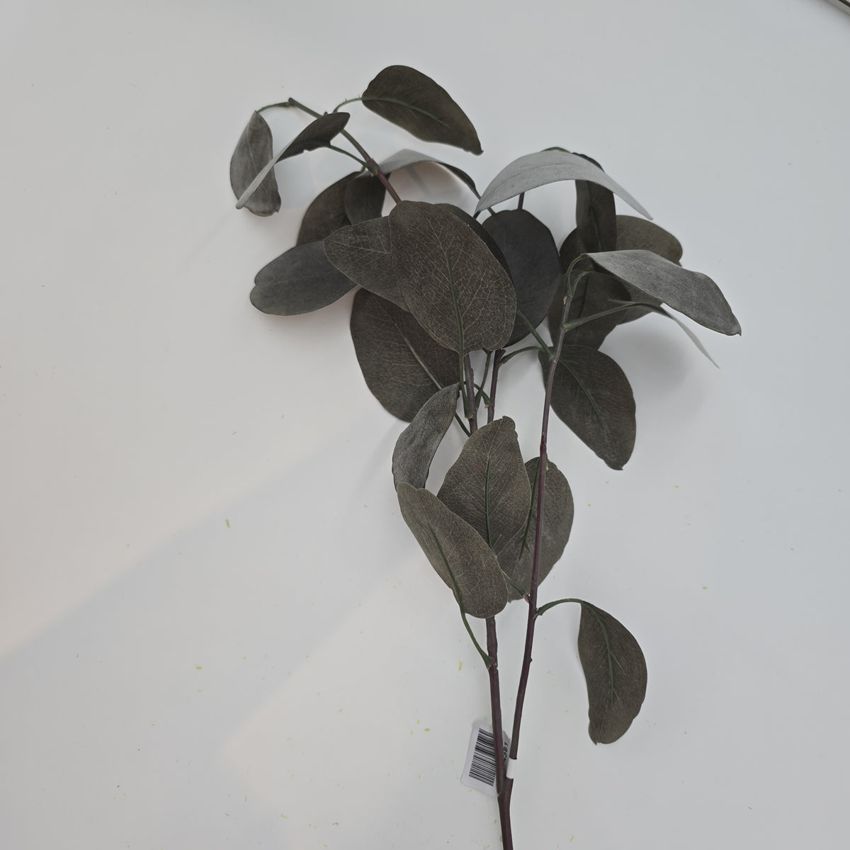 35&quot; Eucalyptus Lf--#pse341