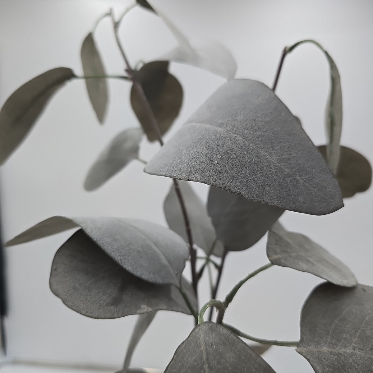 35&quot; Eucalyptus Lf--#pse341