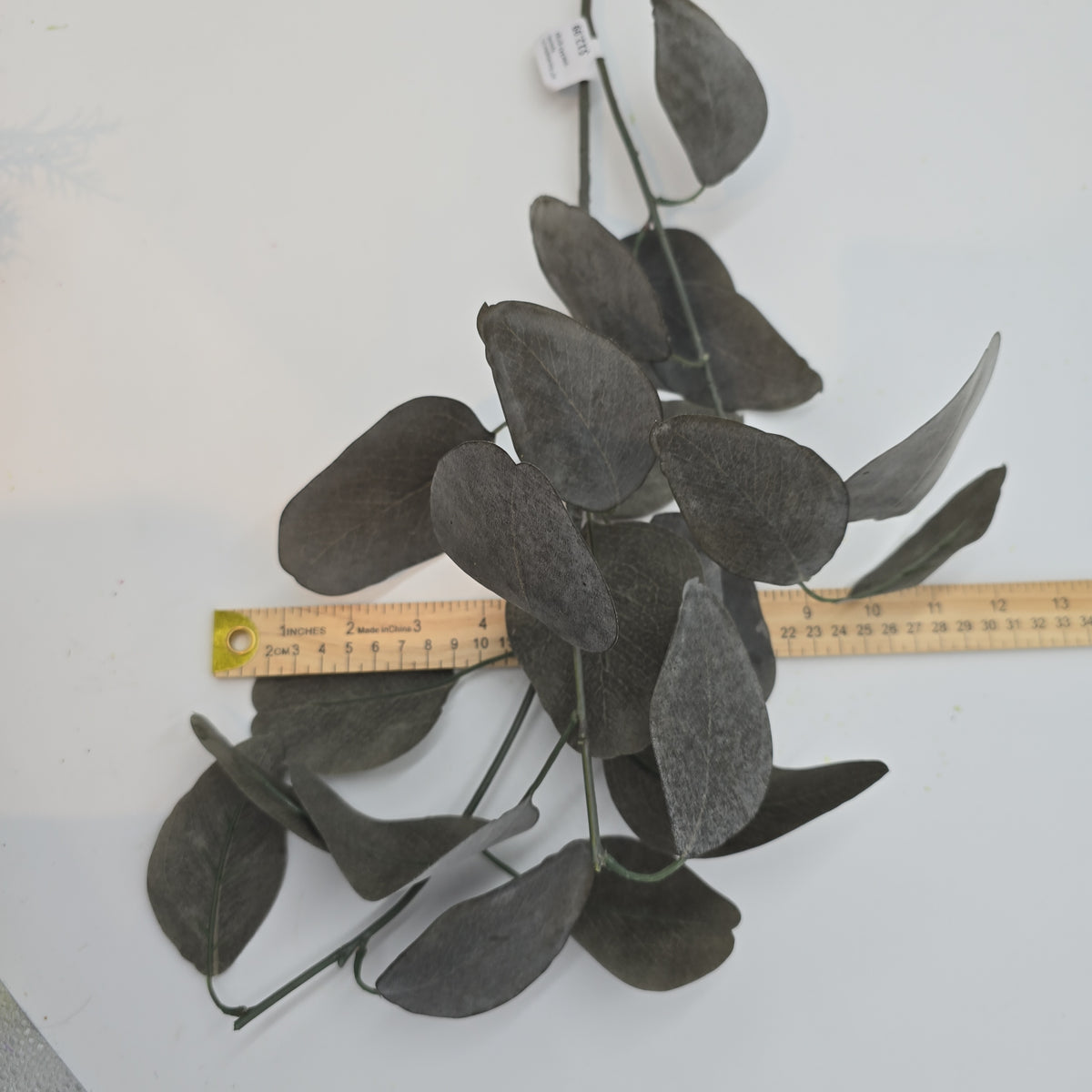 35&quot; Eucalyptus Lf--#pse341