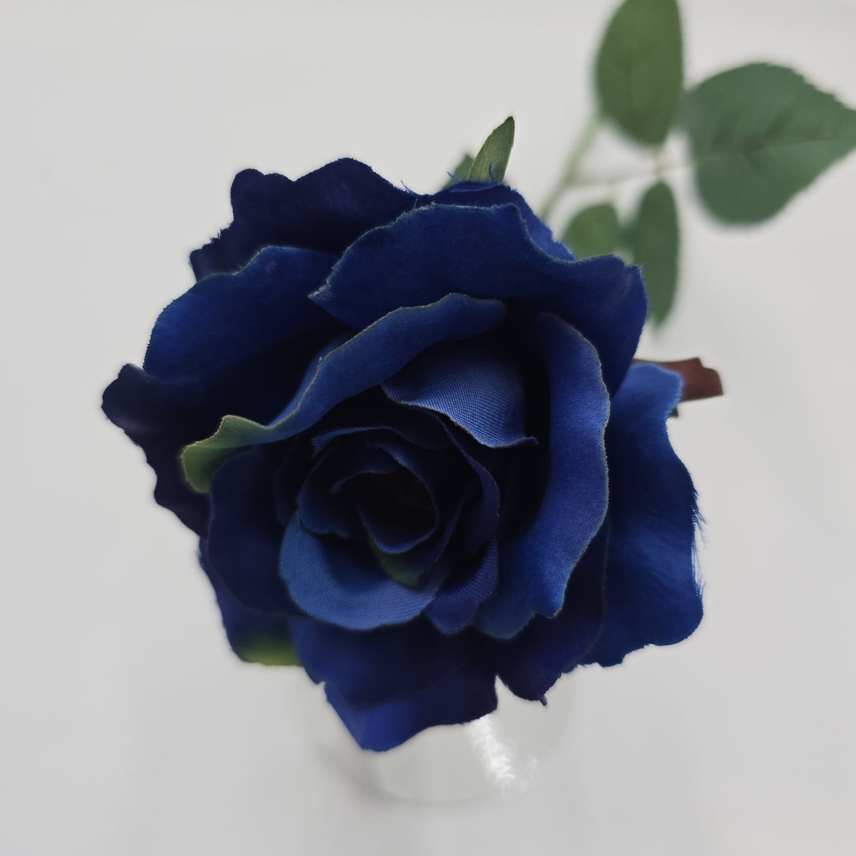 23&quot;MD ROSE--fr2007