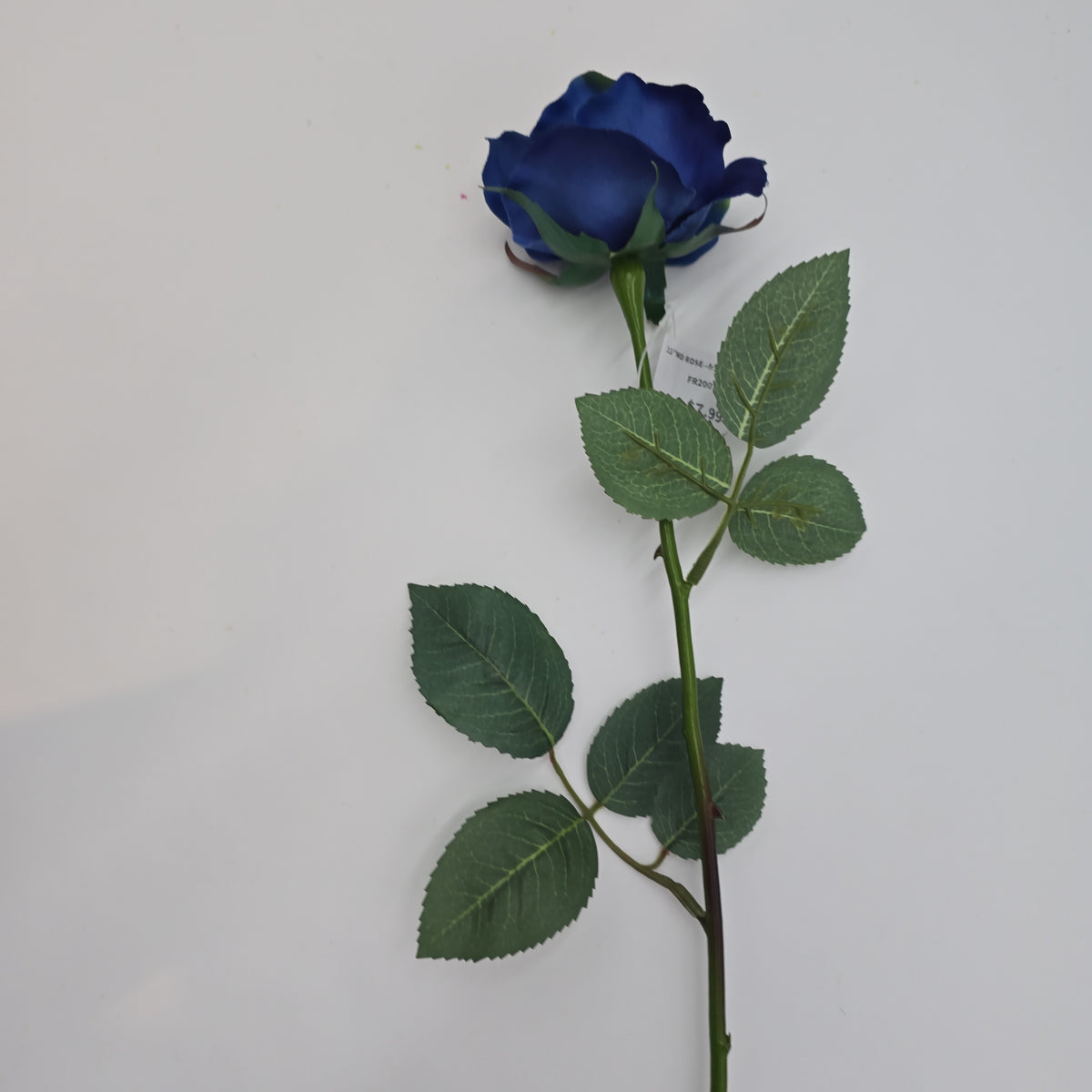 23&quot;MD ROSE--fr2007