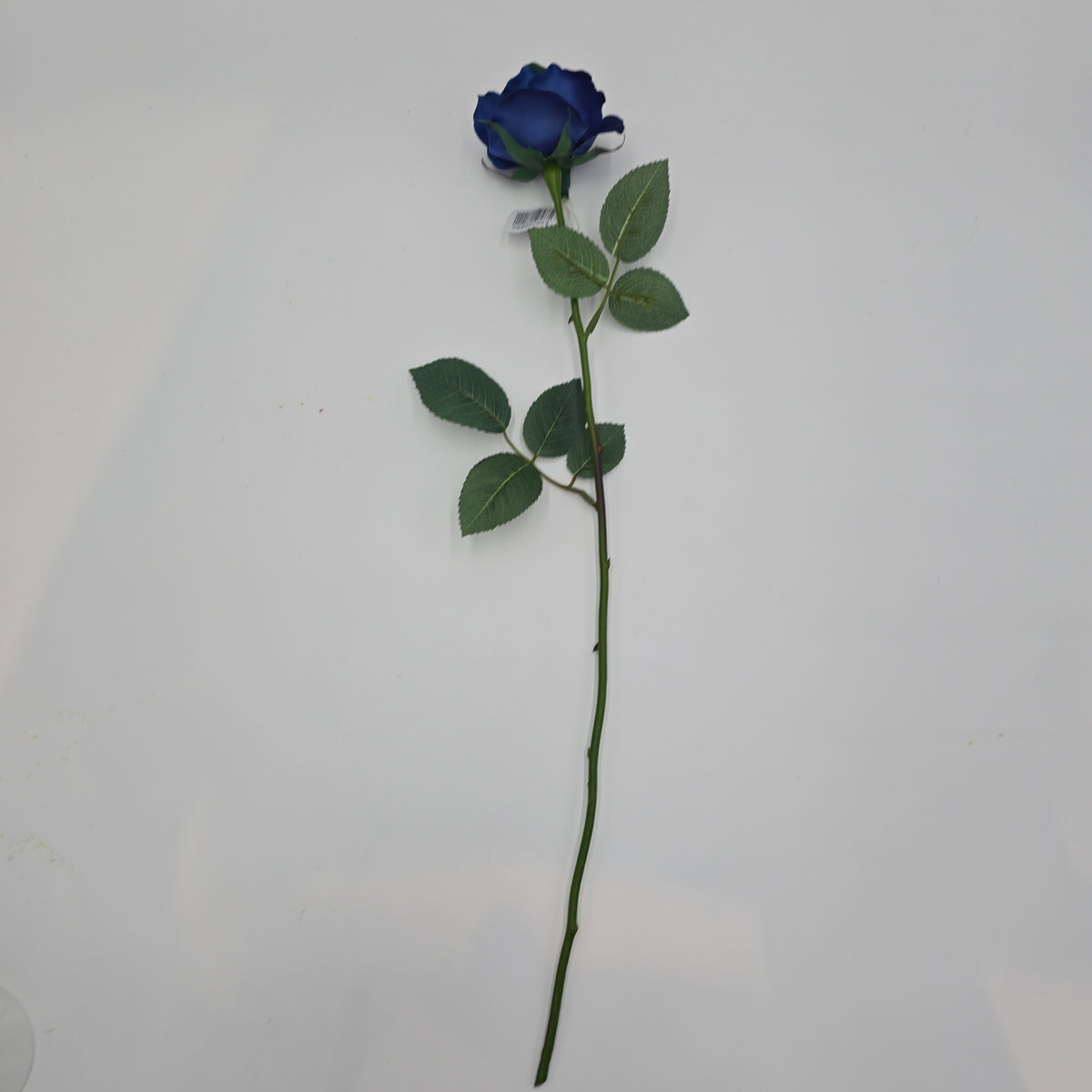 23&quot;MD ROSE--fr2007