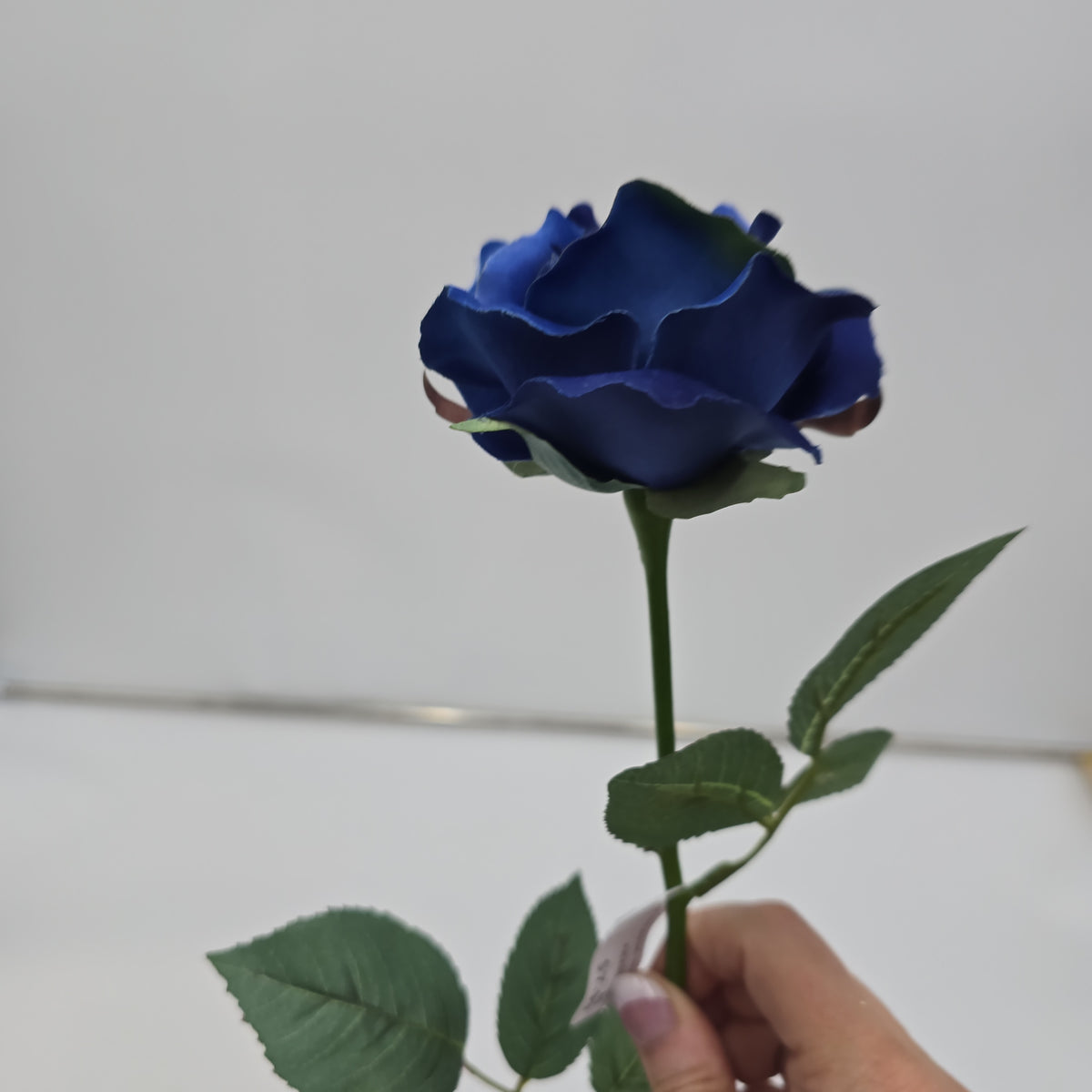 23&quot;MD ROSE--fr2007