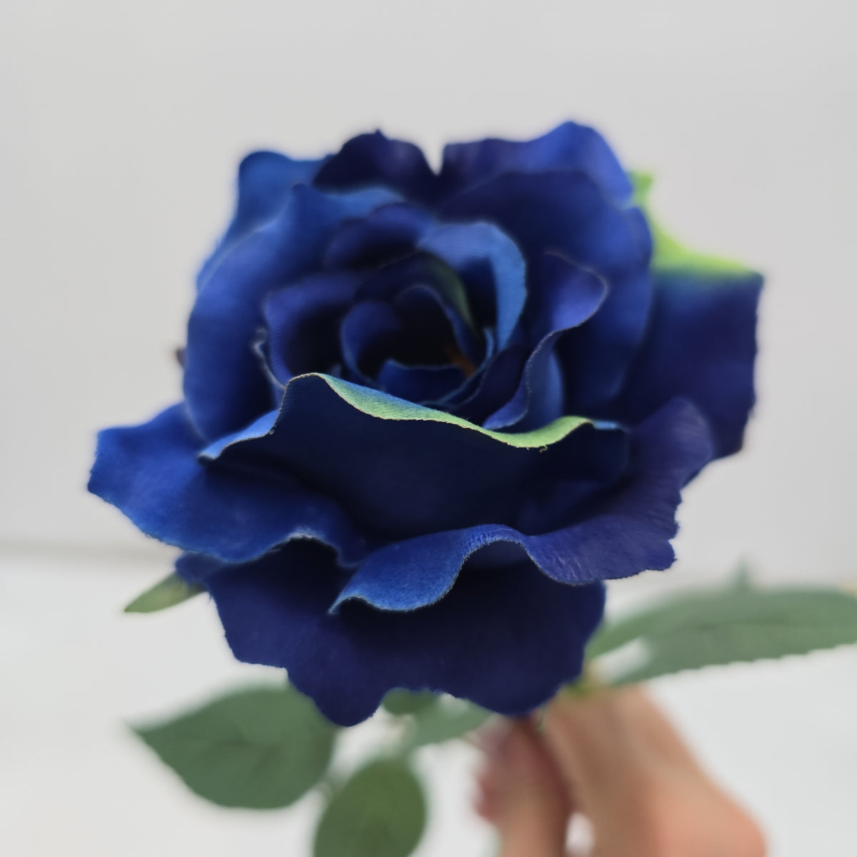 23&quot;MD ROSE--fr2007