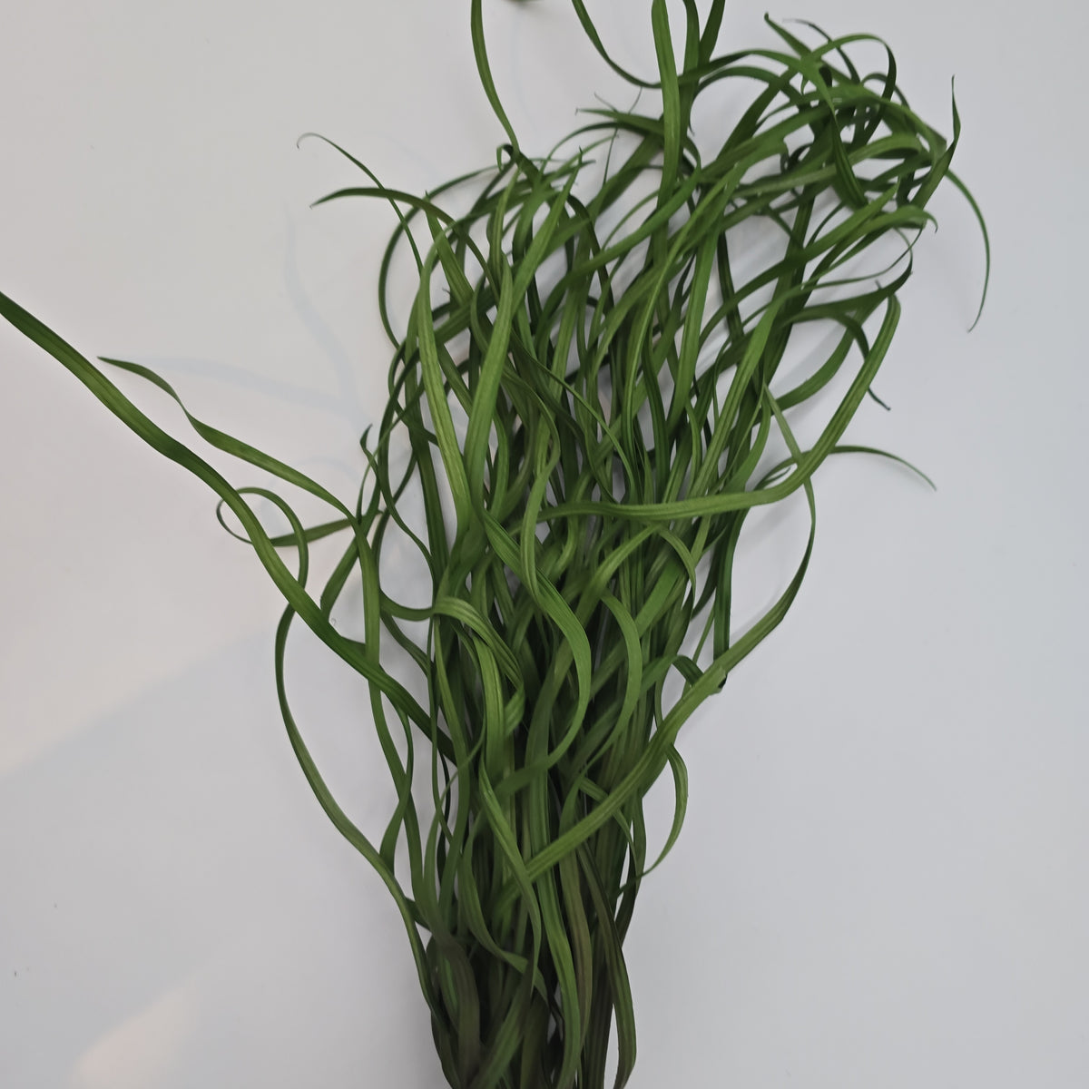 34&quot; Sea Grass--#Pbg034