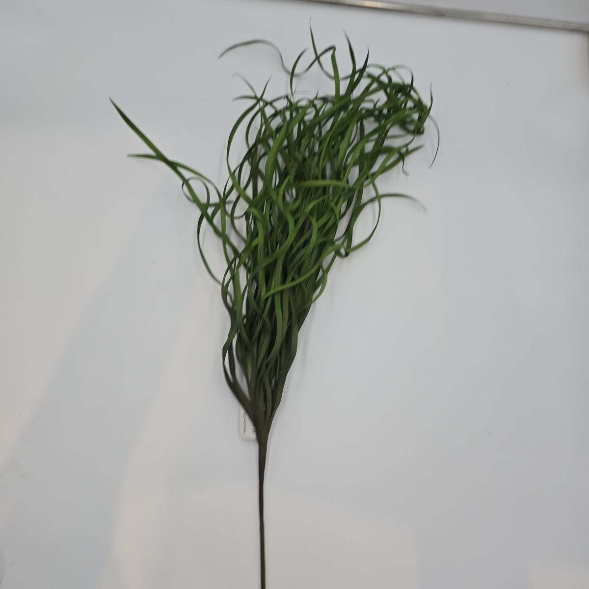 34&quot; Sea Grass--#Pbg034
