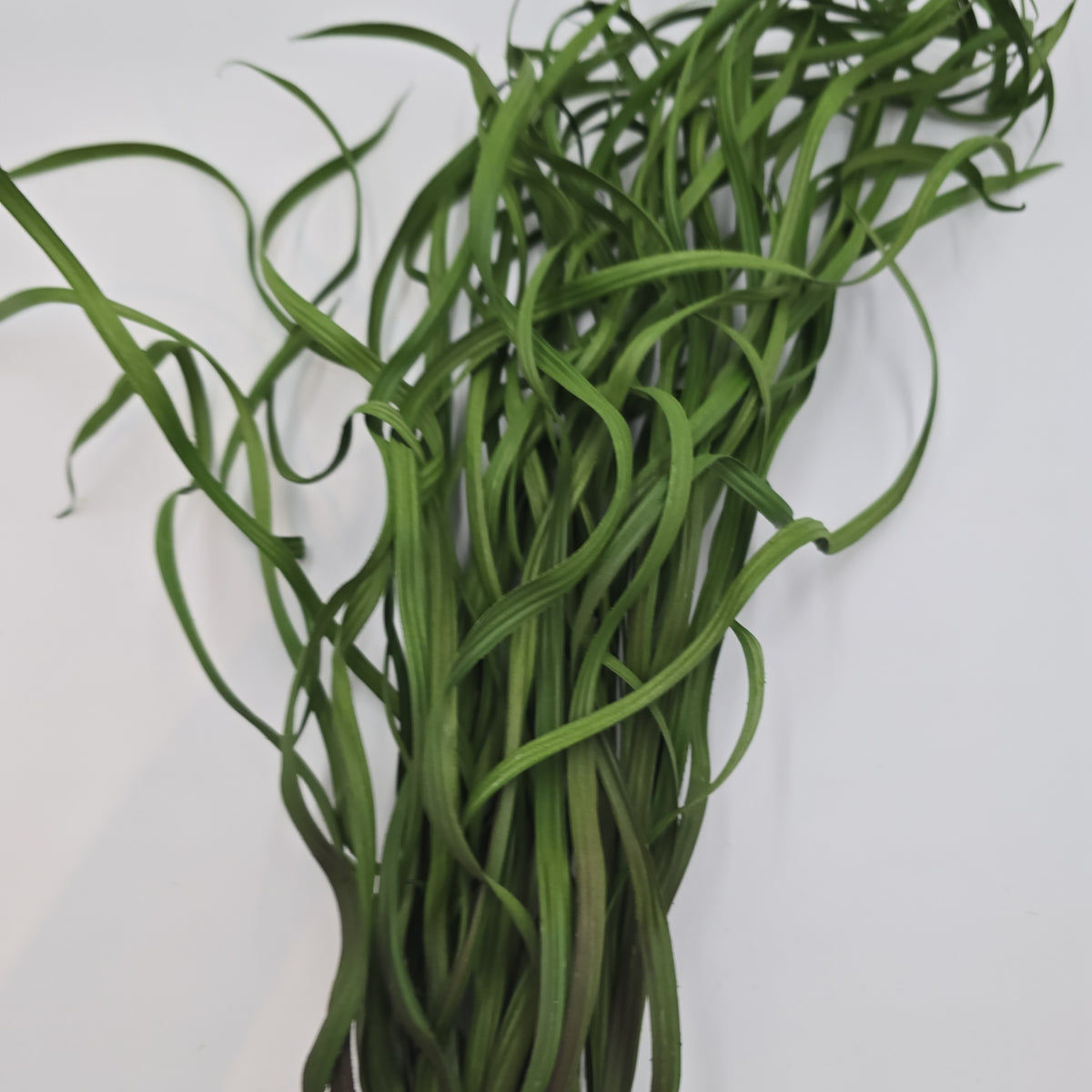 34&quot; Sea Grass--#Pbg034