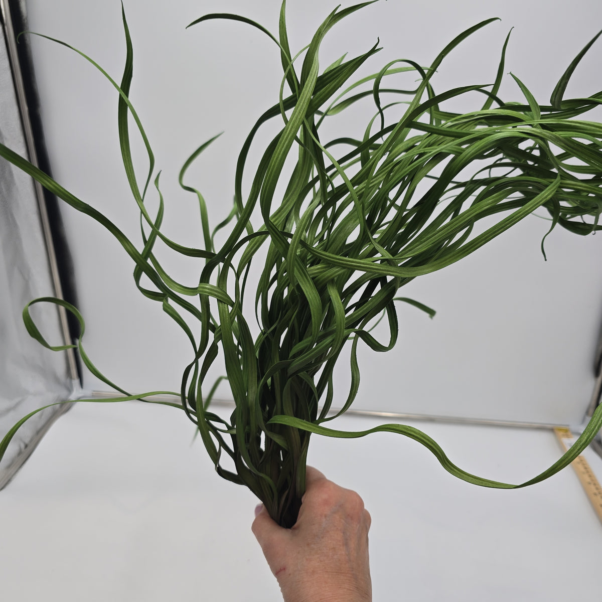 34&quot; Sea Grass--#Pbg034