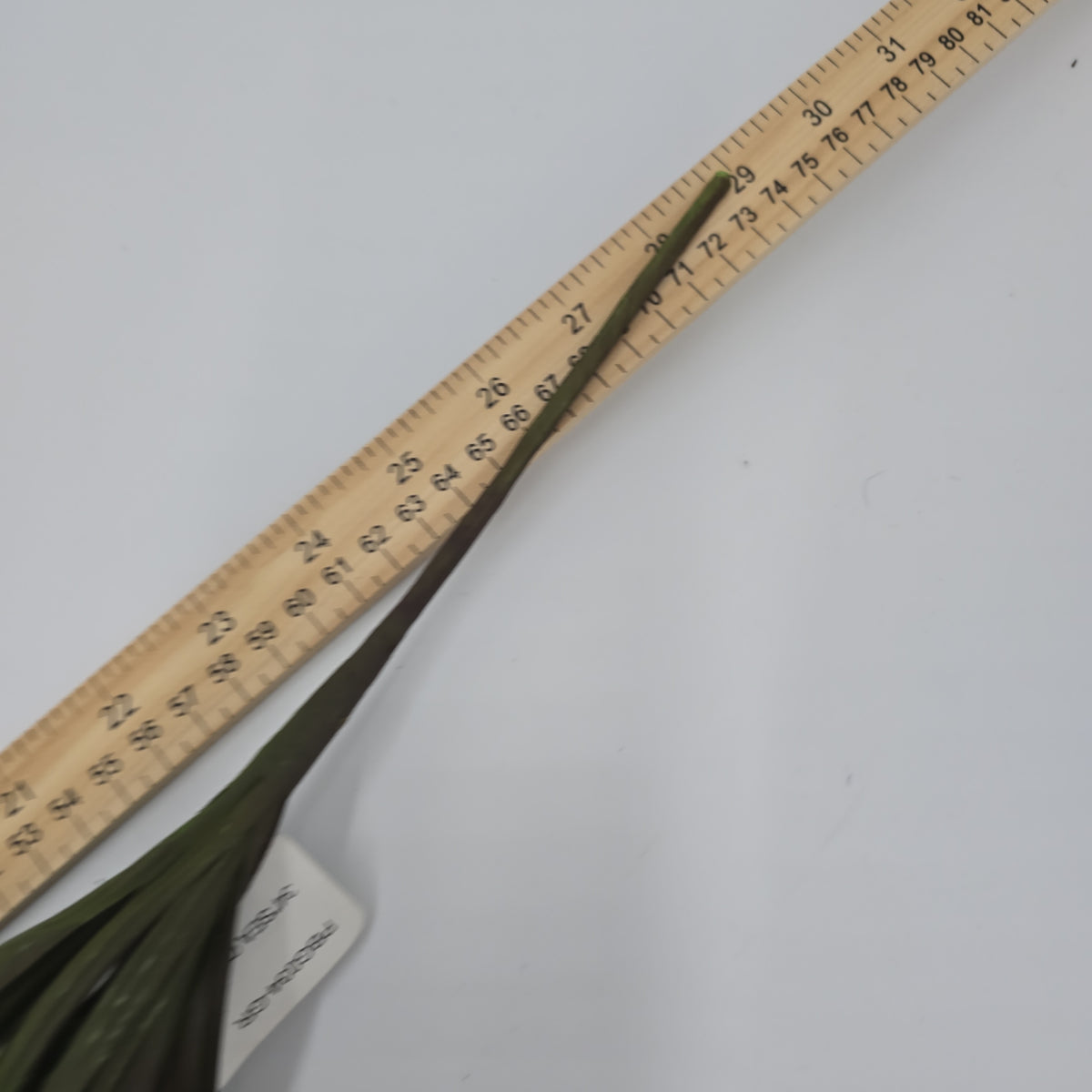 34&quot; Sea Grass--#Pbg034