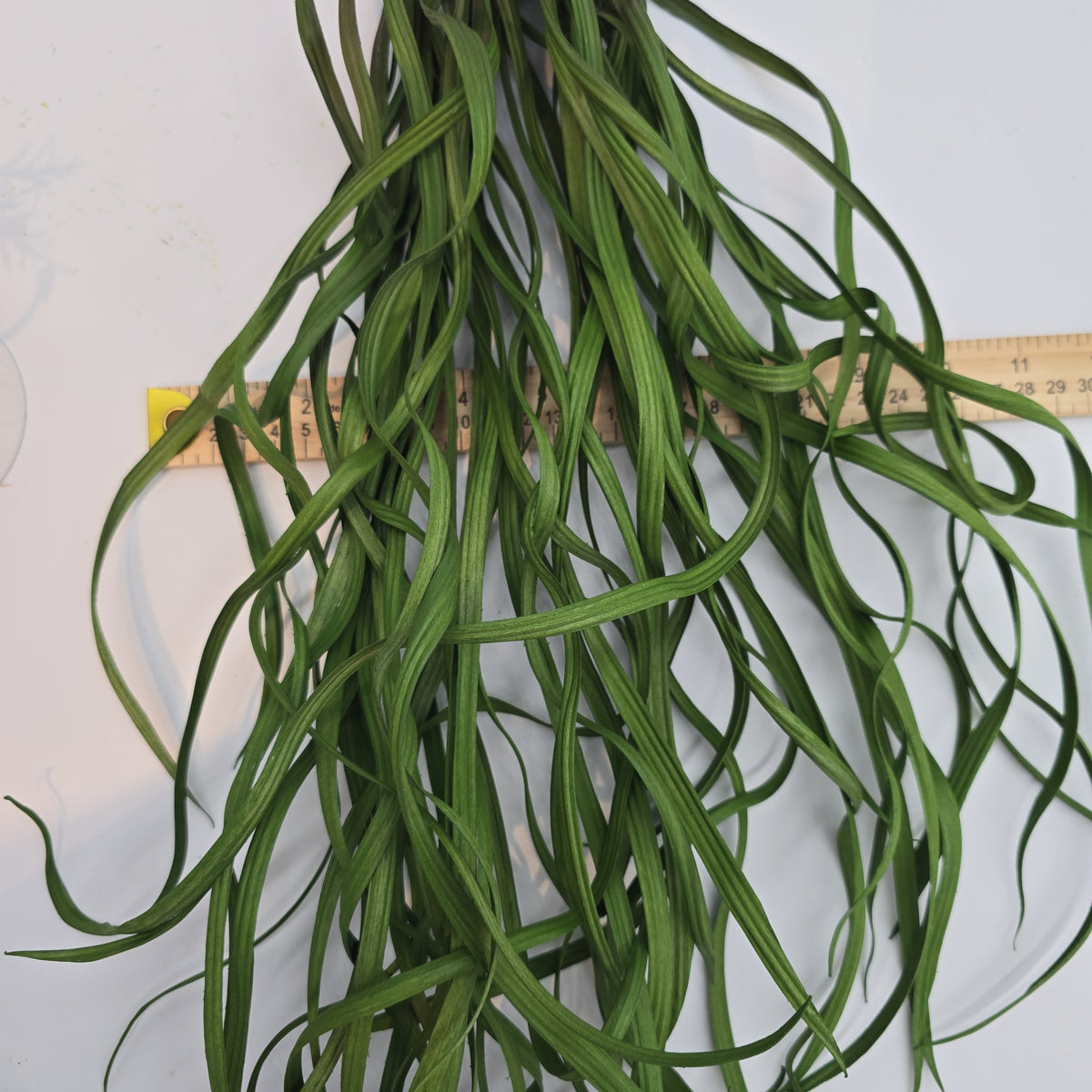 34&quot; Sea Grass--#Pbg034