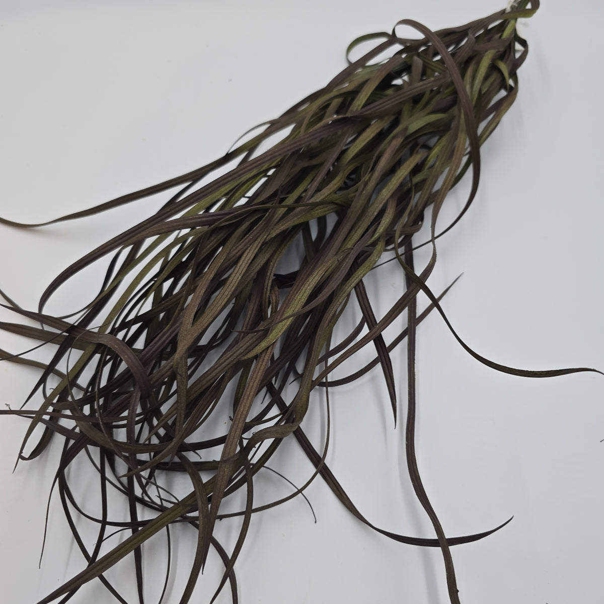 34&quot; Sea Grass--#Pbg034