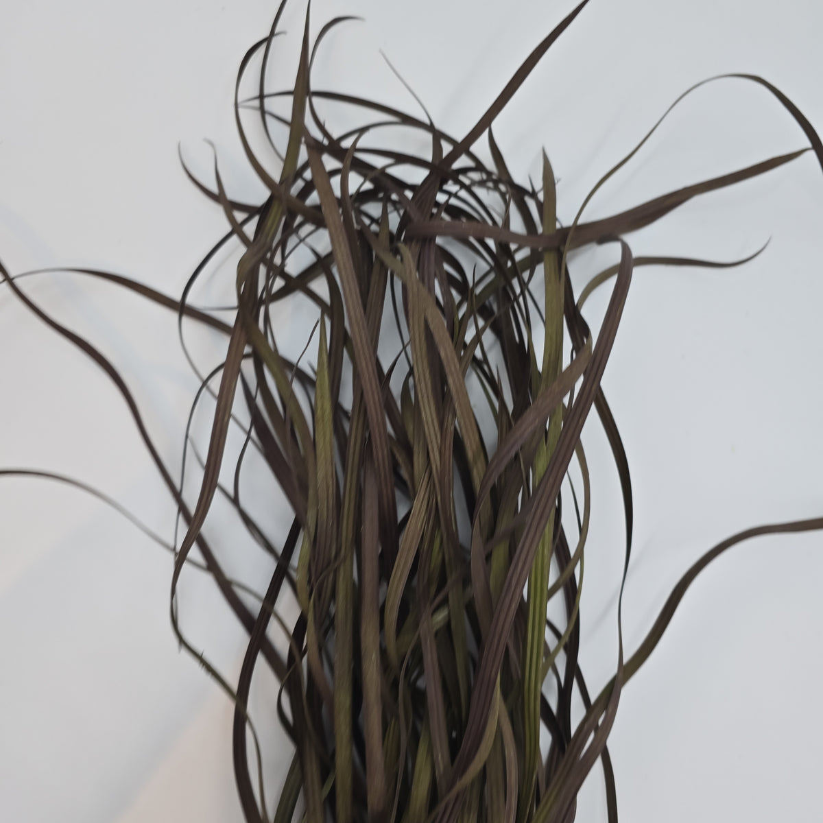 34&quot; Sea Grass--#Pbg034