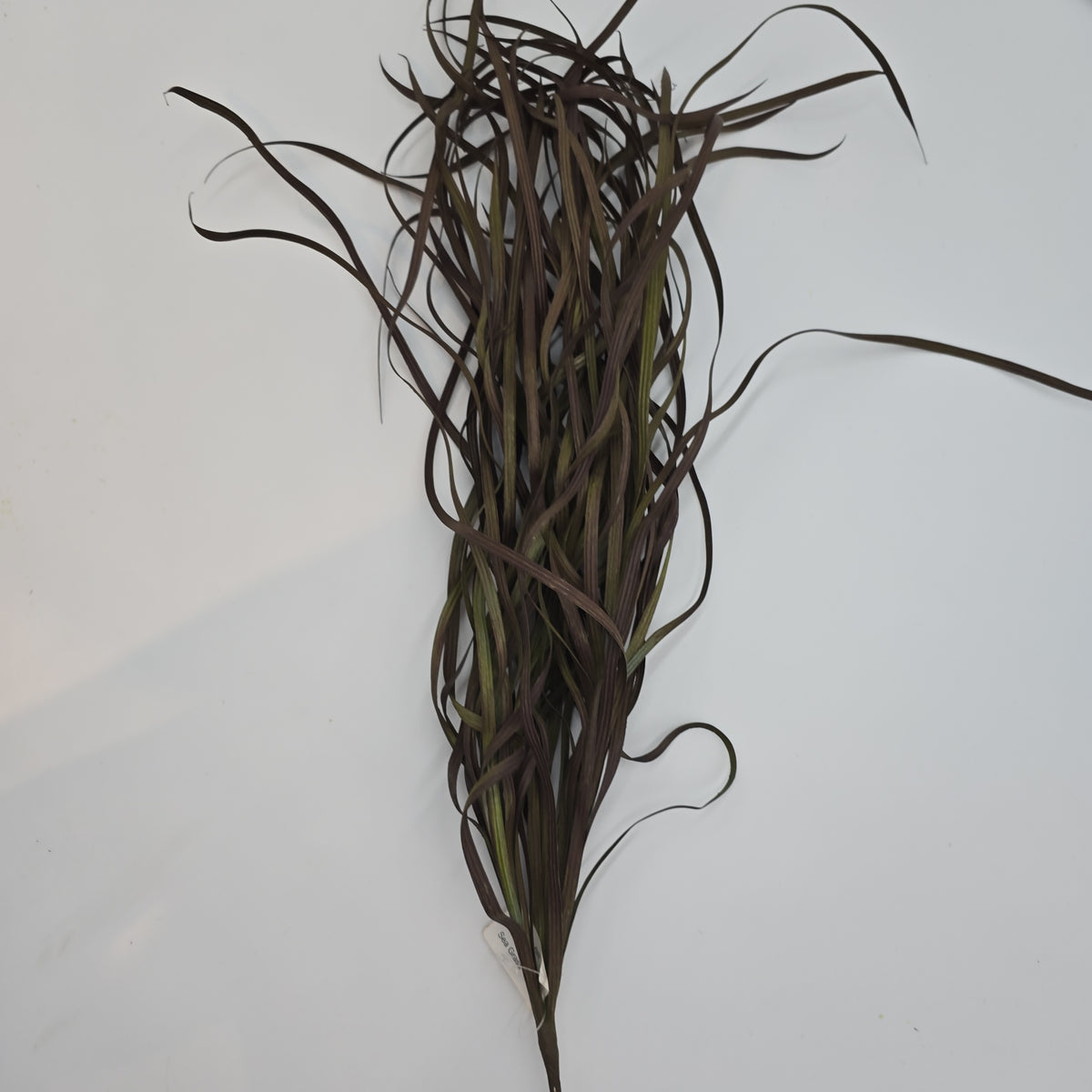 34&quot; Sea Grass--#Pbg034