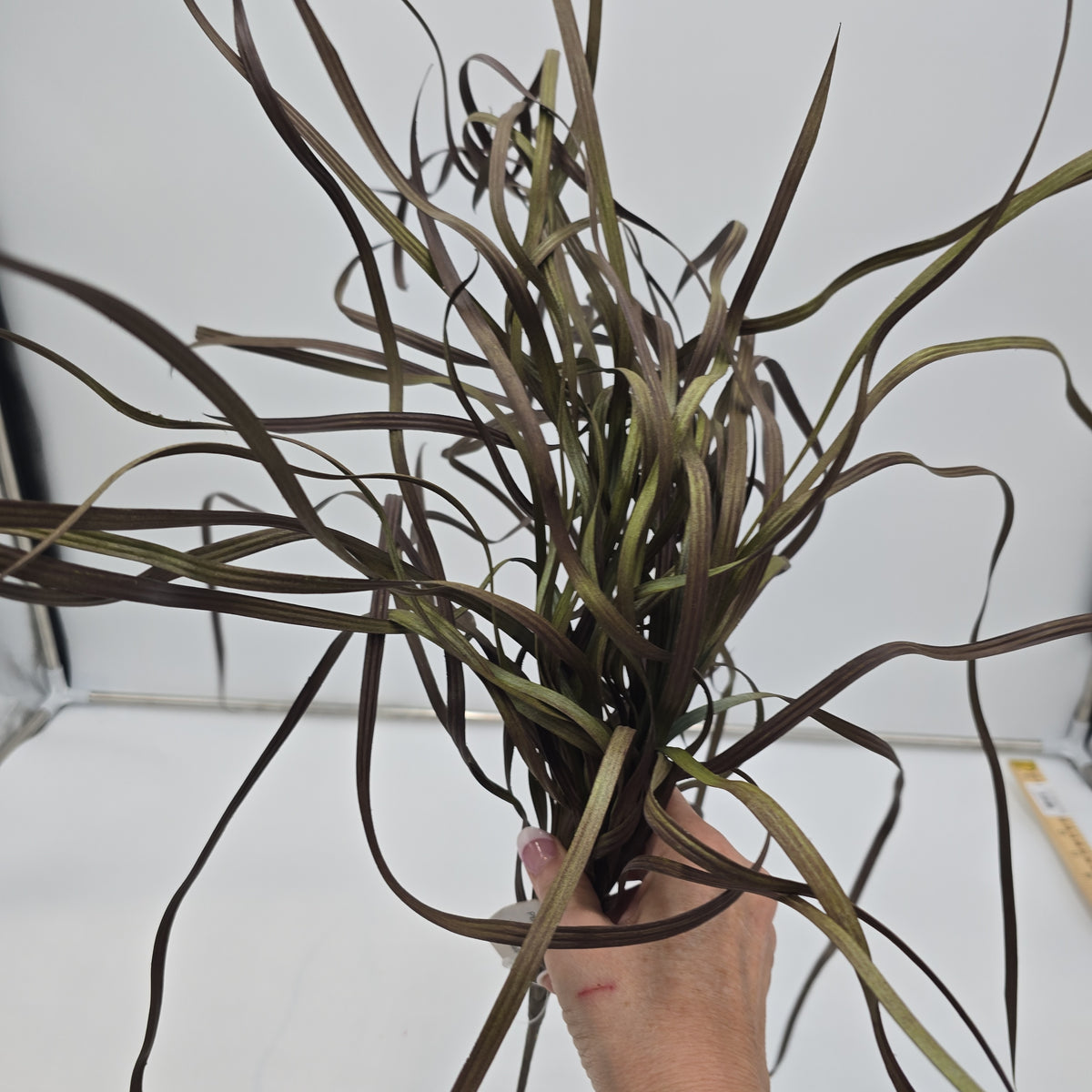 34&quot; Sea Grass--#Pbg034