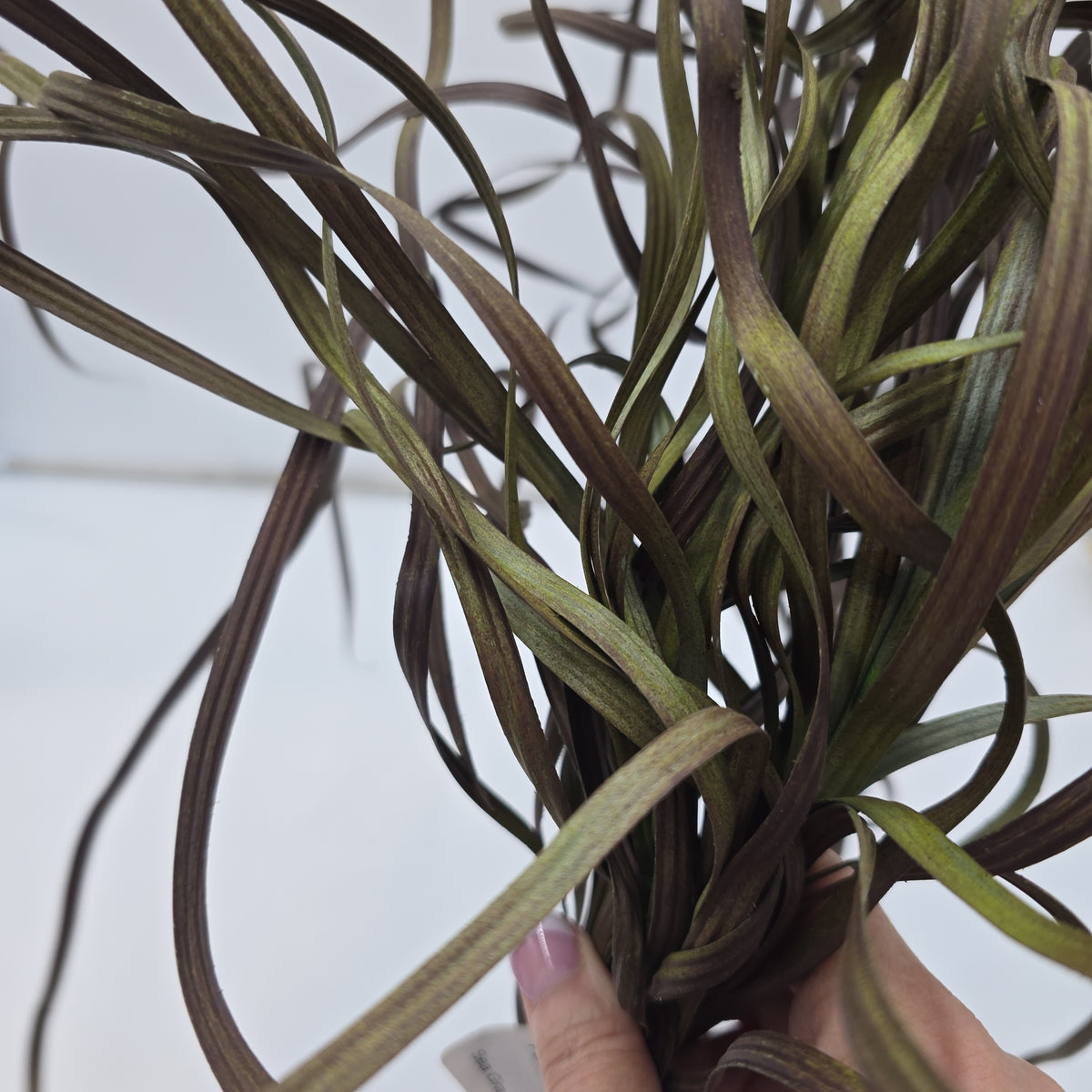 34&quot; Sea Grass--#Pbg034