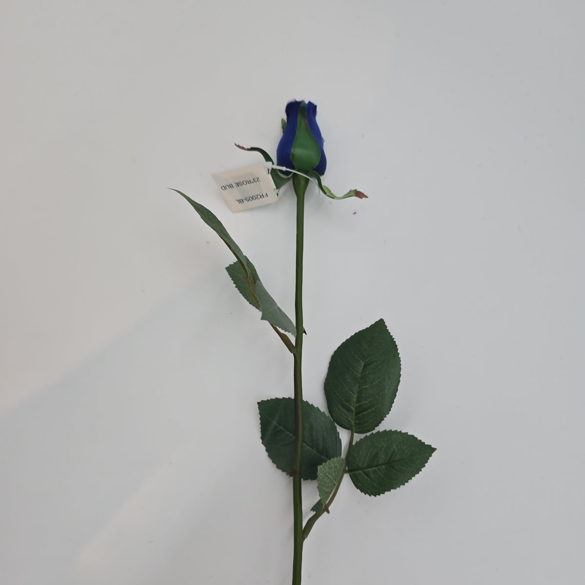 Rose Bud--#fr2005