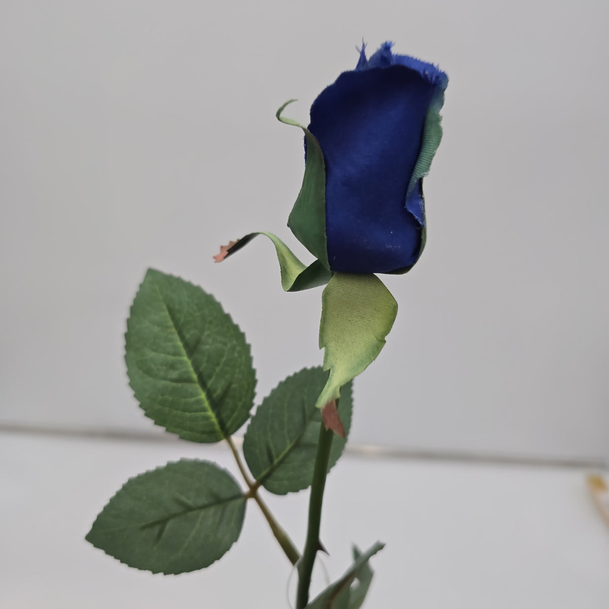 Rose Bud--#fr2005