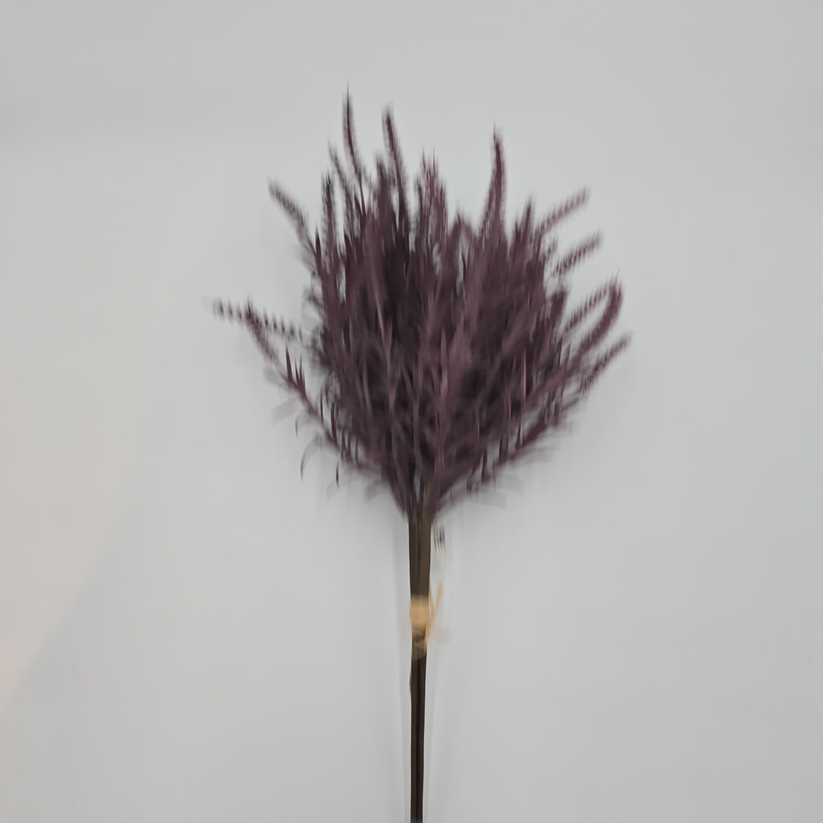 Astilbe Bundle-9&quot; #fbq152