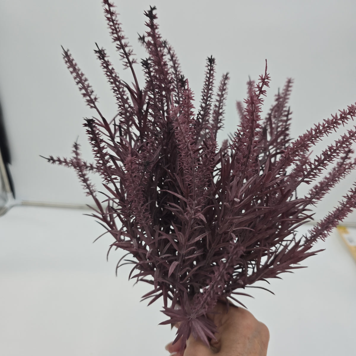 Astilbe Bundle-9&quot; #fbq152