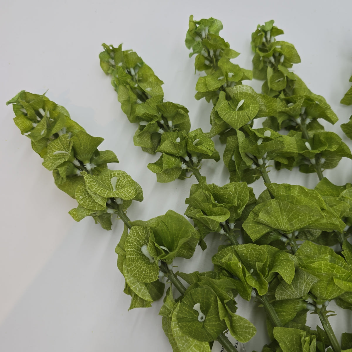 Bells of Ireland Bush--#Fbb414